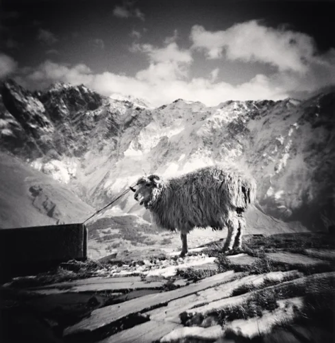 Mountain Sheep Snowy Landscape High Contrast Textured Dramatic
