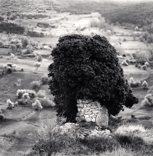 Nature Dense Bushes Stone Wall Rolling Hills Monochrome