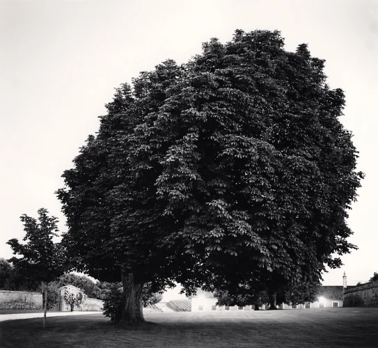 Nature Dense Tree Minimalist High Contrast Mysterious
