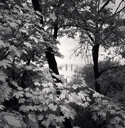 Nature Dense Trees Bridge Misty Mysterious High Contrast