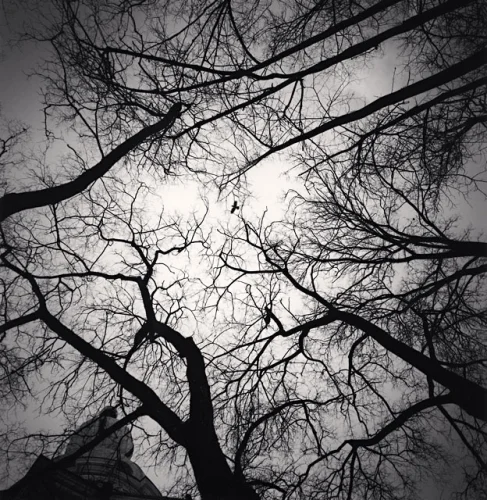 Nature Dramatic High Contrast Atmospheric Trees Sky