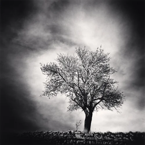 Nature Dramatic High Contrast Moody Atmospheric