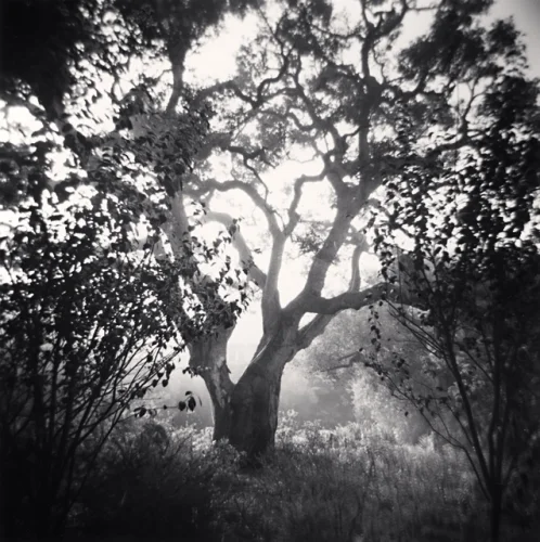 Nature Dramatic High Contrast Mysterious Atmospheric