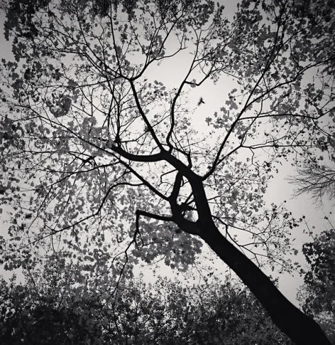 Nature Dramatic High Contrast Textured Atmospheric