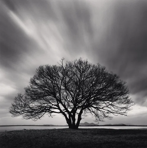Nature Dramatic High Contrast Moody Atmospheric Tree