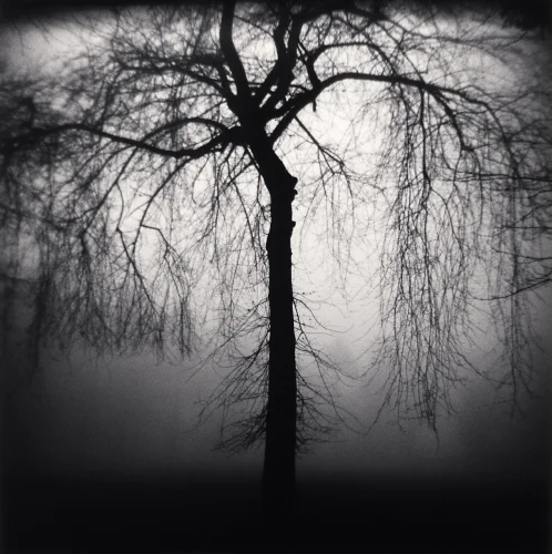 Nature Dramatic High Contrast Moody Atmospheric