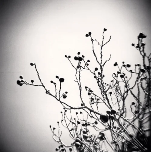 Nature Dramatic High Contrast Textured Mysterious