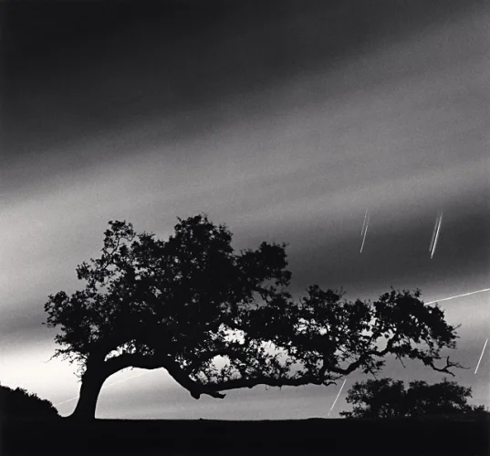 Nature Dramatic High Contrast Moody Atmospheric Tree Silhouette