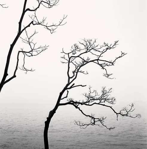 Nature Dramatic High Contrast Moody