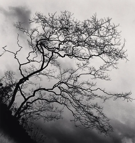 Nature Dramatic High Contrast Moody Atmospheric