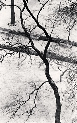 Nature Dramatic High Contrast Minimalist Winter