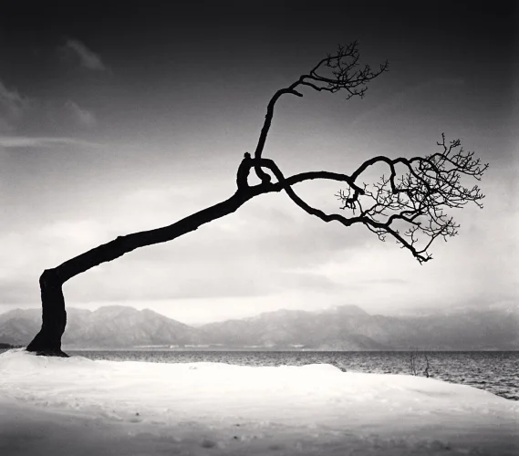 Nature Dramatic High Contrast Moody Snowy Tree