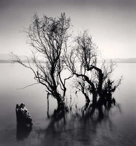 Nature Dramatic High Contrast Moody Atmospheric