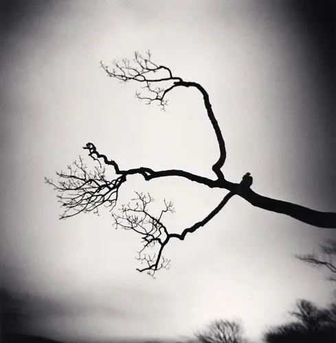 Nature Dramatic High Contrast Moody