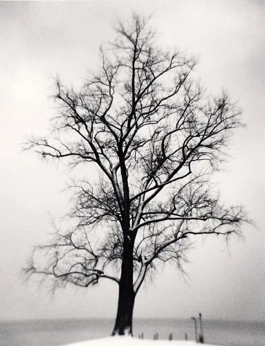 Nature Dramatic High Contrast Moody