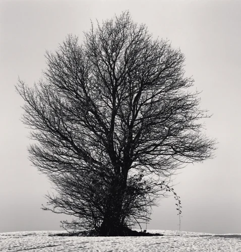 Nature Dramatic High Contrast Minimalist Mysterious