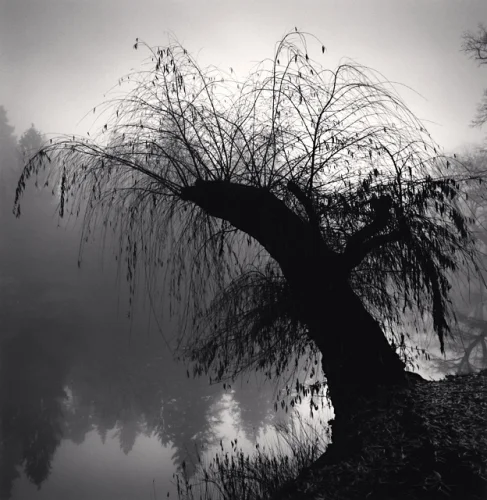 Nature Dramatic High Contrast Mysterious Atmospheric