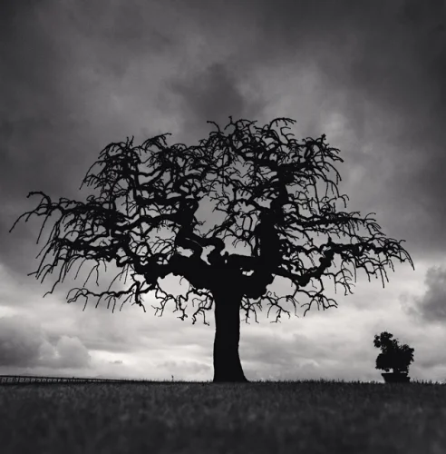 Nature Dramatic High Contrast Moody Atmospheric
