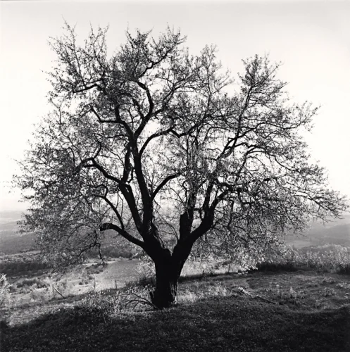 Nature Dramatic High Contrast Textured Solitary Tree