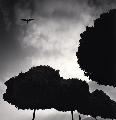 Nature Dramatic High Contrast Moody Silhouetted Trees Bird