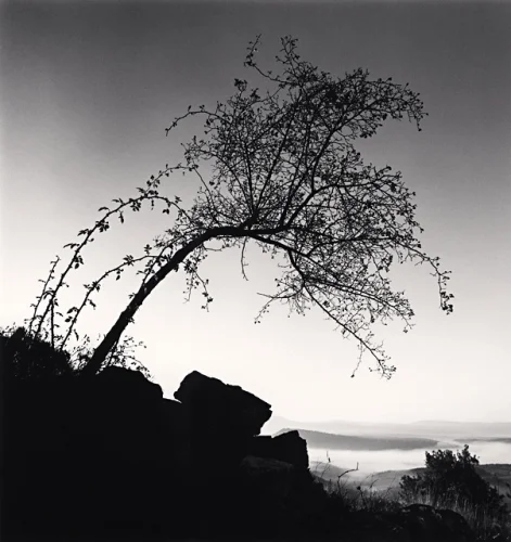 Nature Dramatic High Contrast Moody Silhouette