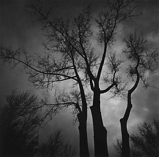 Nature Dramatic High Contrast Mysterious Atmospheric