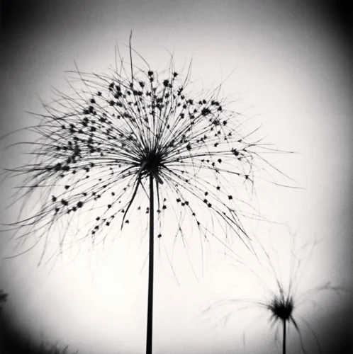 Nature Dramatic High Contrast Textured Mysterious