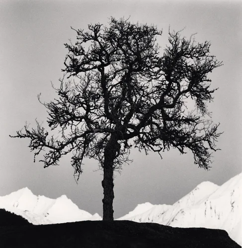 Nature Dramatic High Contrast Minimalist Tree Mountain