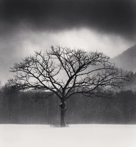 Nature Dramatic High Contrast Moody Atmospheric