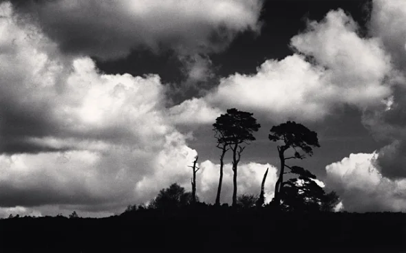 Nature Dramatic High Contrast Moody Atmospheric Trees Clouds