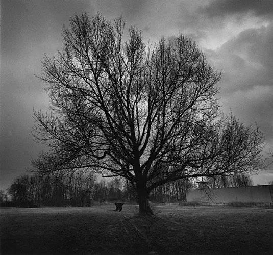 Nature Dramatic High Contrast Moody Atmospheric