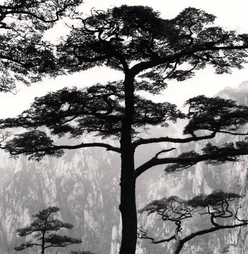 Nature Dramatic High Contrast Mysterious Atmospheric Timeless