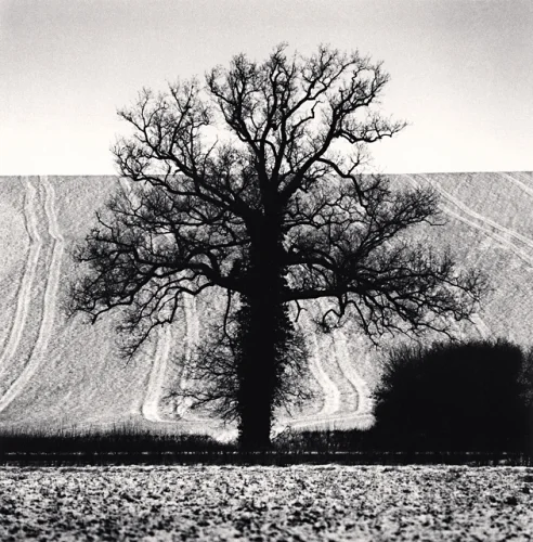 Nature Dramatic High Contrast Textured Mysterious Tree