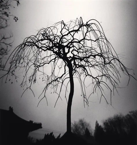 Nature Dramatic High Contrast Moody