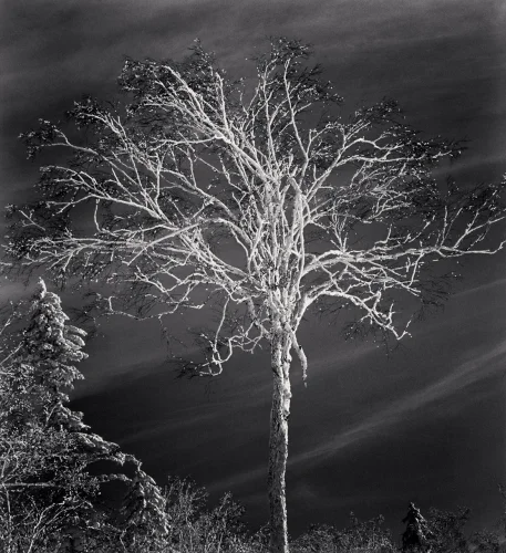 Nature Dramatic High Contrast Textured Mysterious Atmospheric