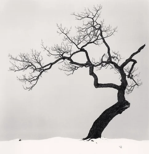 Nature Dramatic Minimalist High Contrast Mysterious