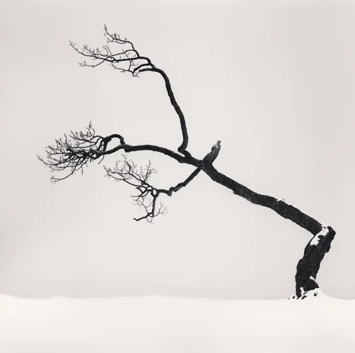 Nature Dramatic Minimalist High Contrast Mysterious