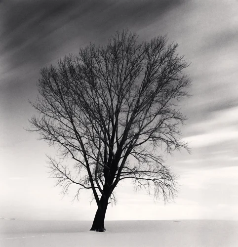 Nature Dramatic Minimalist High Contrast Moody