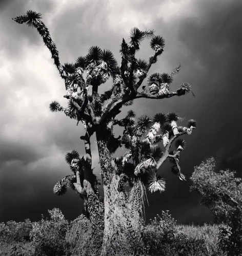 Nature Dramatic Textured High Contrast Mysterious Atmospheric