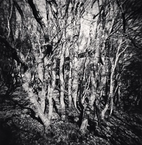 Nature Dramatic Textured High Contrast Mysterious Atmospheric