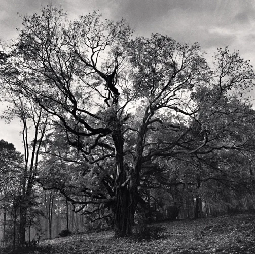 Nature Dramatic Textured High Contrast Moody