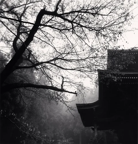 Nature Dramatic Textured High Contrast Mysterious Atmospheric