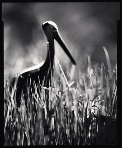 Nature Dramatic Textured High Contrast Mysterious