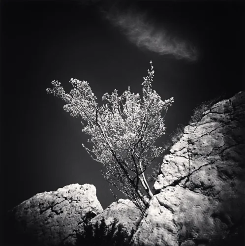Nature Dramatic Textured High Contrast Moody