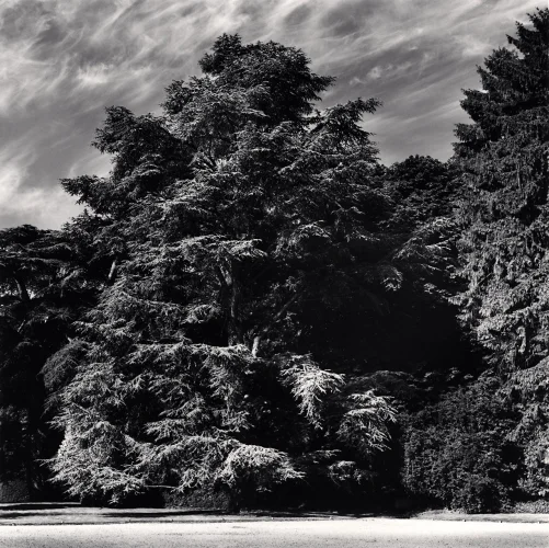 Nature Dramatic Textured High Contrast Mysterious Atmospheric