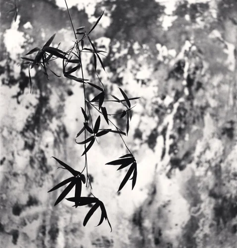 Nature Dramatic Textured High Contrast Mysterious