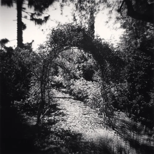Nature Dramatic Textured High Contrast Mysterious