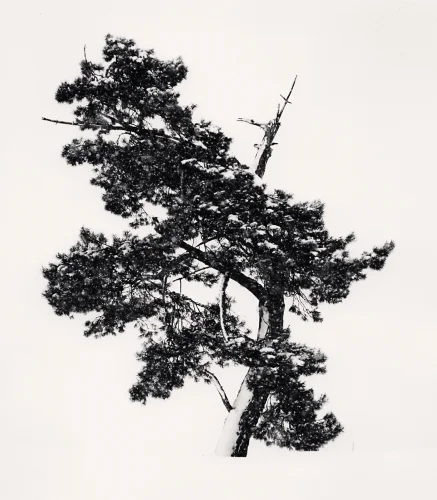 Nature Dramatic Textured High Contrast Mysterious