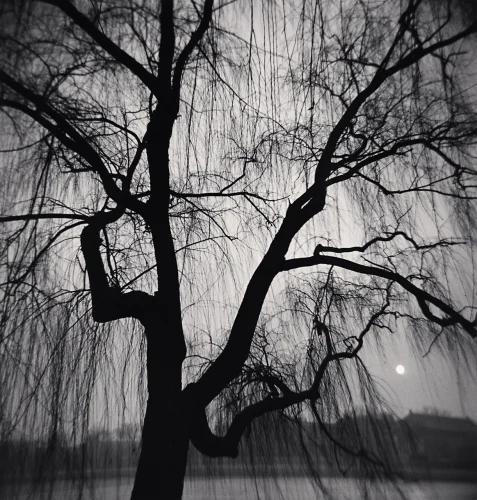Nature Dramatic Textured High Contrast Mysterious Atmospheric