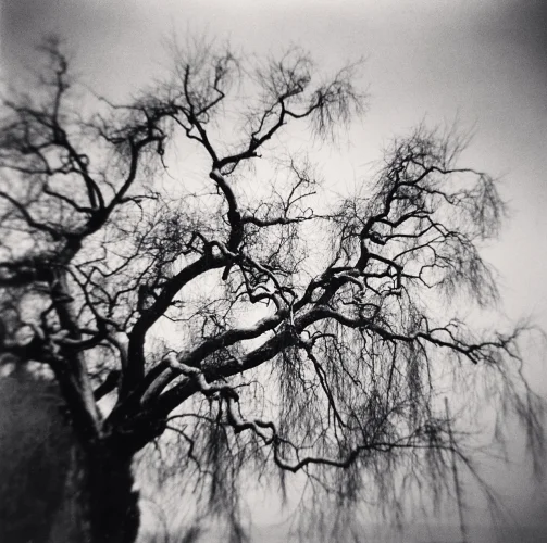 Nature Dramatic Textured High Contrast Mysterious Atmospheric